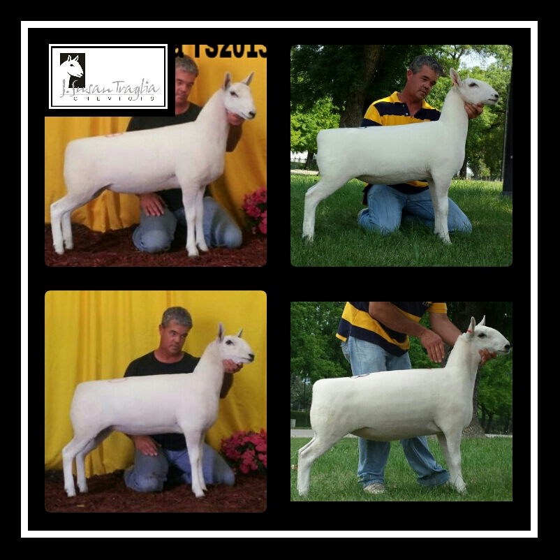 2013 sale sheep